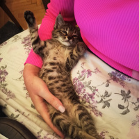 Tekir Kedi, Kedi  Winnie fotoğrafı