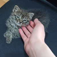 Tekir Kedi, Kedi  Winnie fotoğrafı