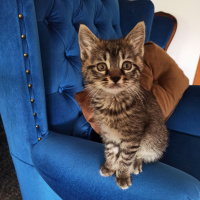 Tekir Kedi, Kedi  Winnie fotoğrafı