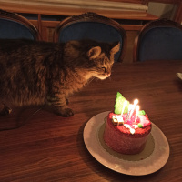Tekir Kedi, Kedi  Winnie fotoğrafı
