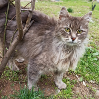 Tekir Kedi, Kedi  Winnie fotoğrafı