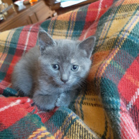Tekir Kedi, Kedi  1,5 aylık minikler fotoğrafı