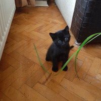 Tekir Kedi, Kedi  1,5 aylık minikler fotoğrafı