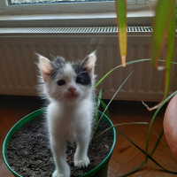 Tekir Kedi, Kedi  1,5 aylık minikler fotoğrafı