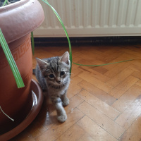 Tekir Kedi, Kedi  1,5 aylık minikler fotoğrafı