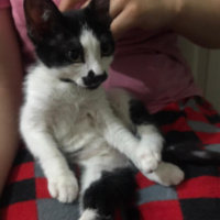 Tekir Kedi, Kedi  umut fotoğrafı
