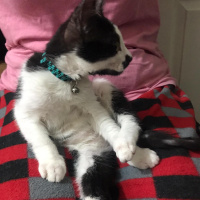 Tekir Kedi, Kedi  umut fotoğrafı