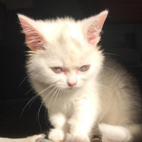 British Shorthair, Kedi  Mia fotoğrafı