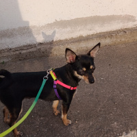 Chihuahua, Köpek  Lesi fotoğrafı