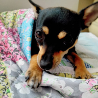 Chihuahua, Köpek  Lesi fotoğrafı