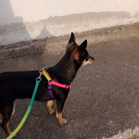 Chihuahua, Köpek  Lesi fotoğrafı