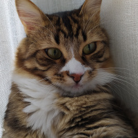 Tekir Kedi, Kedi  Ponçik fotoğrafı