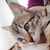 Tekir Kedi, Kedi  Boncuk fotoğrafı