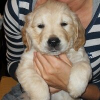 Golden Retriever, Köpek  Köpük fotoğrafı