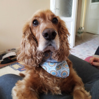 İngiliz Cocker Spaniel, Köpek  Cookie fotoğrafı