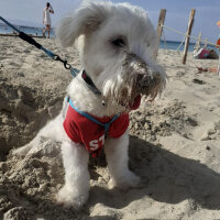 Maltese, Köpek  Rio fotoğrafı