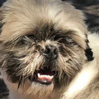 Shih Tzu, Köpek  Waffle fotoğrafı