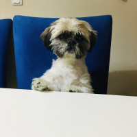 Shih Tzu, Köpek  Waffle fotoğrafı
