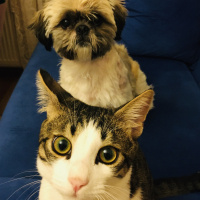 Shih Tzu, Köpek  Waffle fotoğrafı