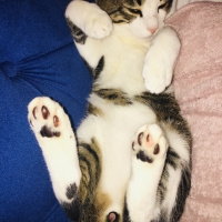 Tekir Kedi, Kedi  Minnak fotoğrafı