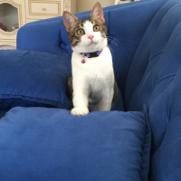 Tekir Kedi, Kedi  Minnak fotoğrafı