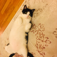 Tekir Kedi, Kedi  Mimi fotoğrafı