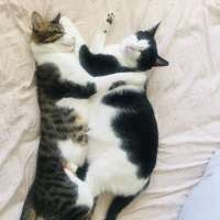 Tekir Kedi, Kedi  Mimi fotoğrafı