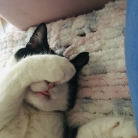Tekir Kedi, Kedi  Mimi fotoğrafı
