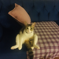 Tekir Kedi, Kedi  Cimcime fotoğrafı