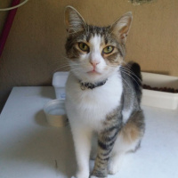 Tekir Kedi, Kedi  Cimcime fotoğrafı