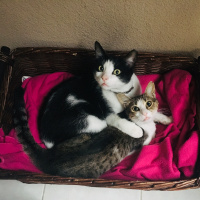 Tekir Kedi, Kedi  Cimcime fotoğrafı