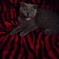 Scottish Fold, Kedi  Bıdış fotoğrafı