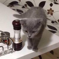 Scottish Fold, Kedi  Bıdış fotoğrafı