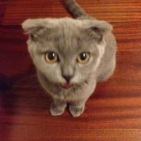 Scottish Fold, Kedi  Bıdış fotoğrafı