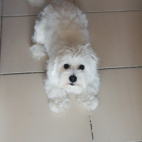 Maltese, Köpek  Suzi fotoğrafı