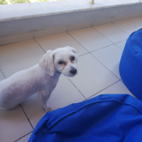Maltese, Köpek  Suzi fotoğrafı