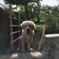 Golden Retriever, Köpek  Köpük fotoğrafı
