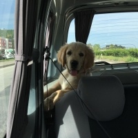 Golden Retriever, Köpek  Köpük fotoğrafı