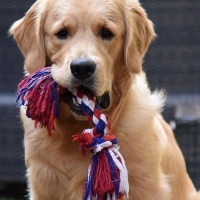 Golden Retriever, Köpek  Köpük fotoğrafı