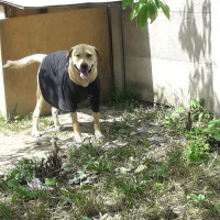 Labrador Retriever, Köpek  Paşa fotoğrafı