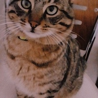 Tekir Kedi, Kedi  Osman fotoğrafı