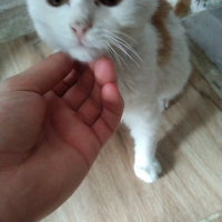 Bengal, Kedi  maya fotoğrafı