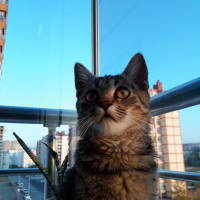 Tekir Kedi, Kedi  Chivas fotoğrafı