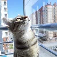 Tekir Kedi, Kedi  Chivas fotoğrafı