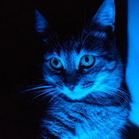 Tekir Kedi, Kedi  Chivas fotoğrafı