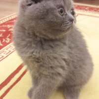 Scottish Fold, Kedi  bihter fotoğrafı