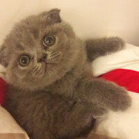 Scottish Fold, Kedi  bihter fotoğrafı