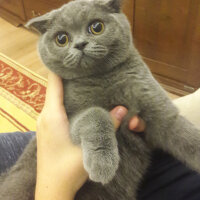 Scottish Fold, Kedi  bihter fotoğrafı