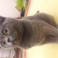 Scottish Fold, Kedi  bihter fotoğrafı