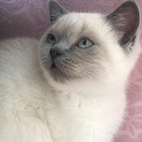 British Shorthair, Kedi  lokum fotoğrafı